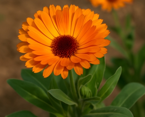 Calendula