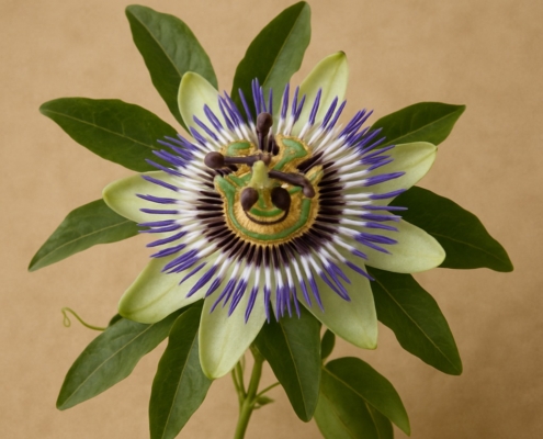 Passiflora