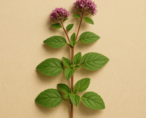 Origano